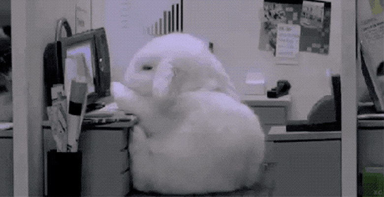 bunny slumps over at desk