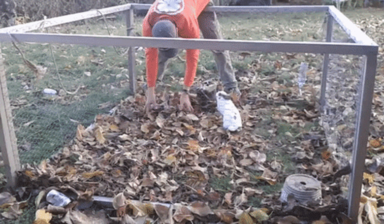 bunny plays with leafs