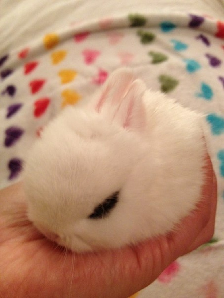 Tiny white rabbit in the palm of a hand