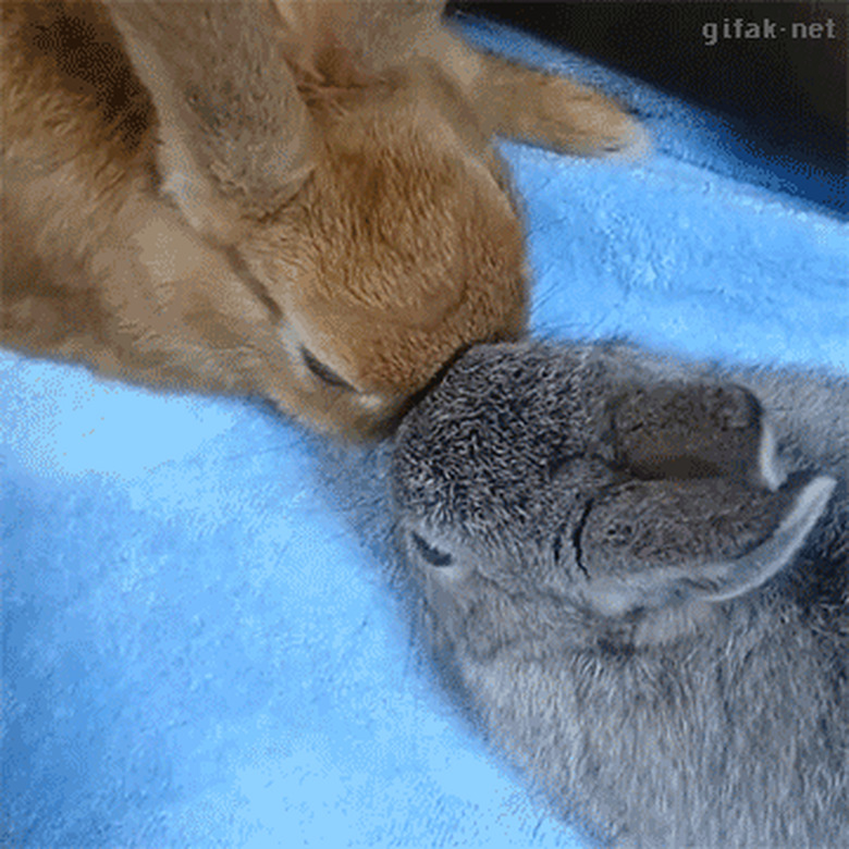 bunnies huddle for warmth