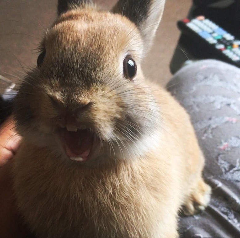 Excited rabbit with its mouth open