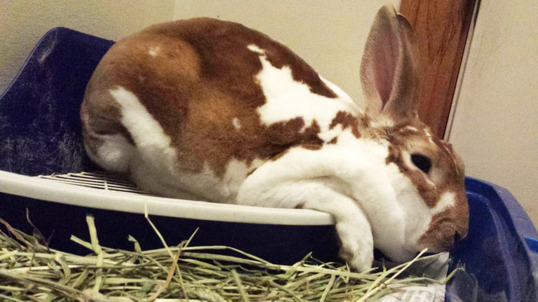 Floppy rabbit sliding off bed