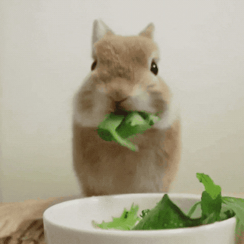 bunny chews on lettuce