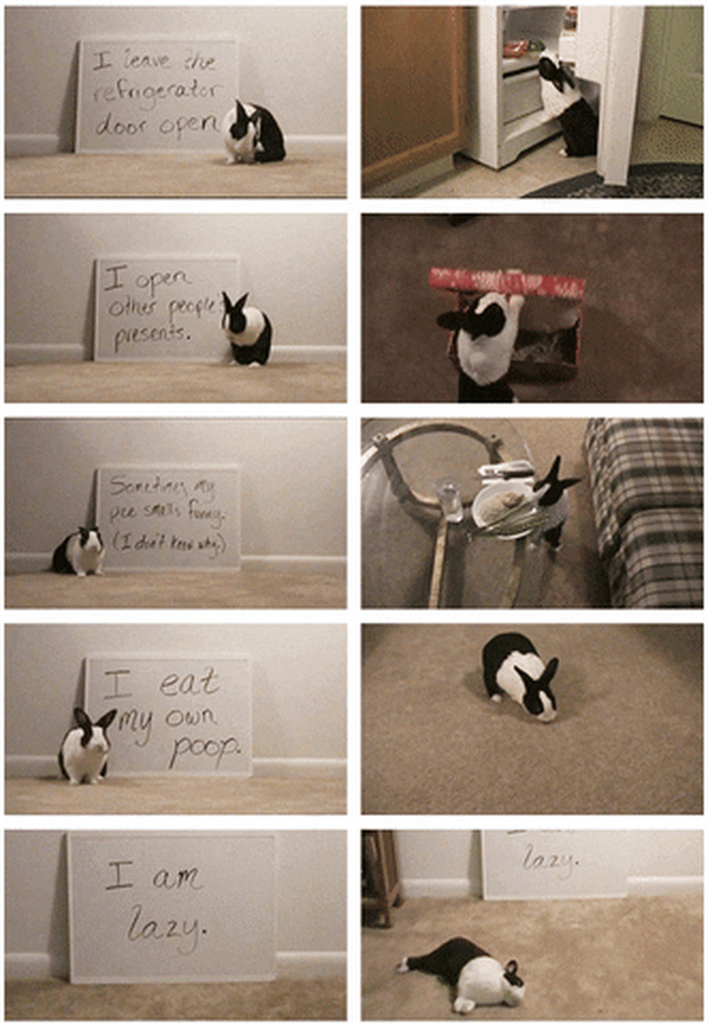 examples of bunny shaming