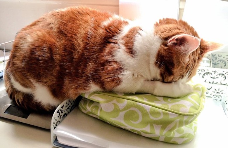 cat tries not to look at veterinarian