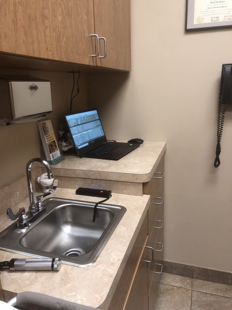 cat hides behind computer at veterinarian