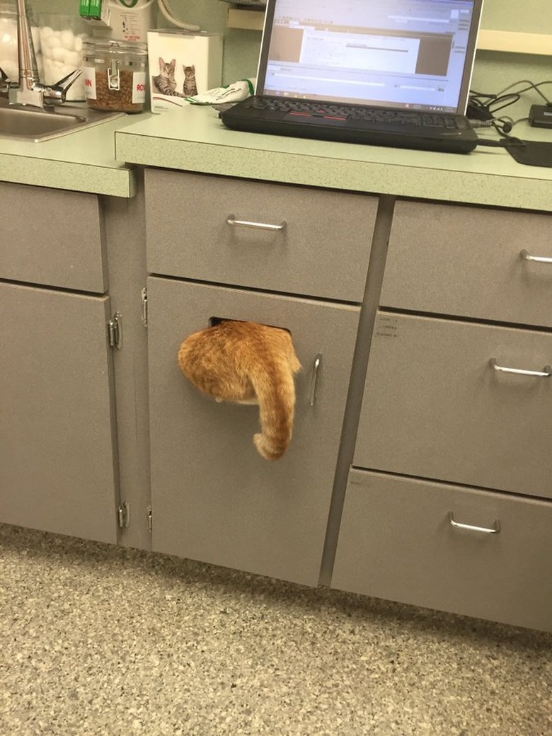 cat jumps in trash to avoid vet