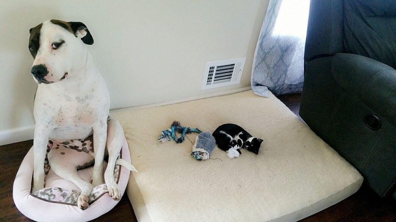 21 Cats Who Completely Dominate the Dogs in Their Lives