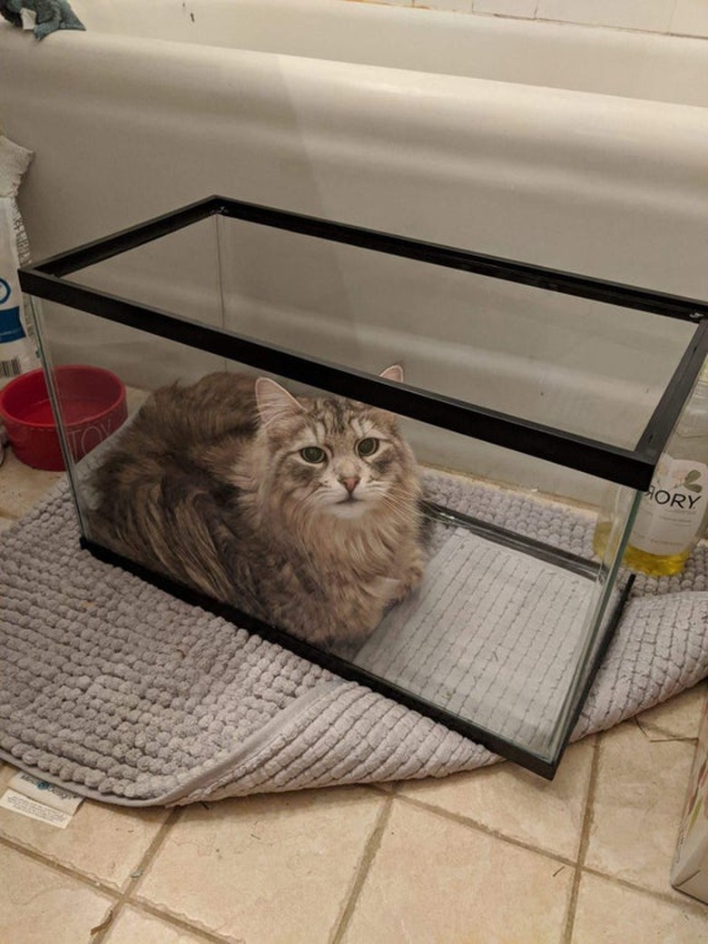 Cat laying in empty aquarium