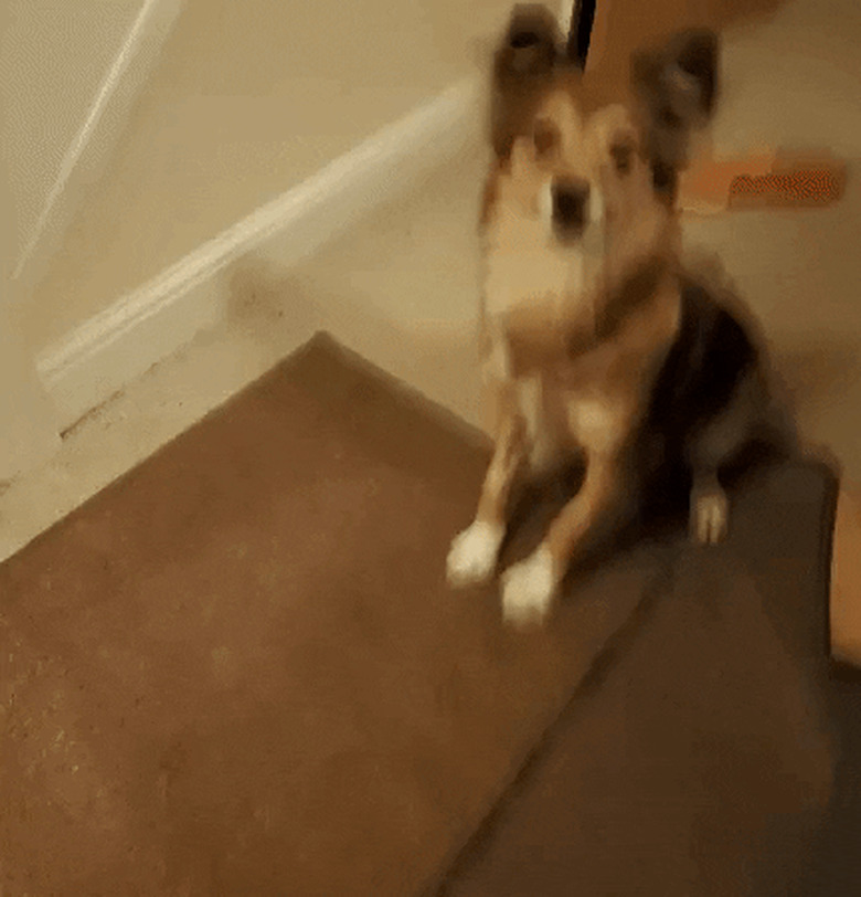 dog is excited to see person