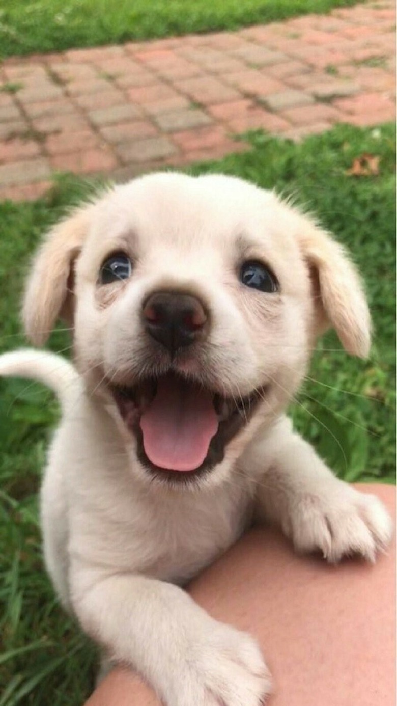 Puppy looking happy.