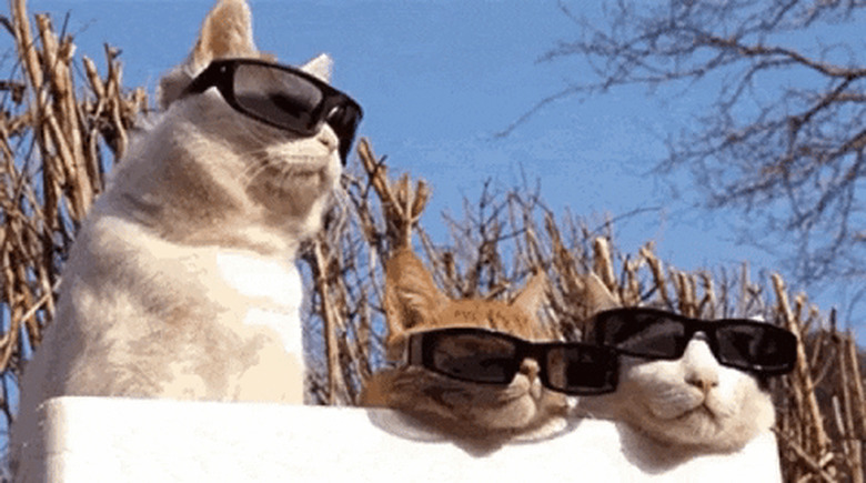 cats wearing sunglasses