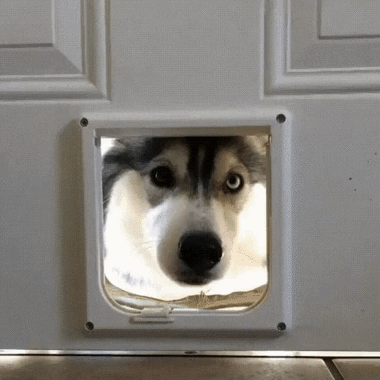 happy dog sticks head through cat door