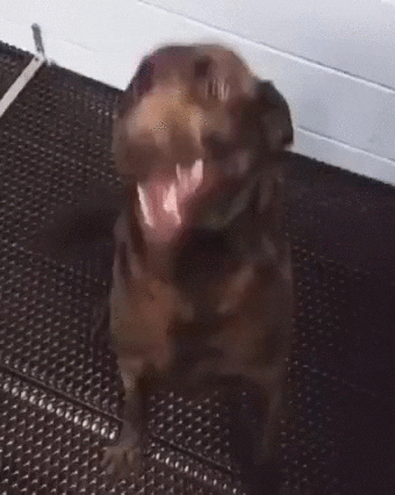 excited and happy dog does tippy taps