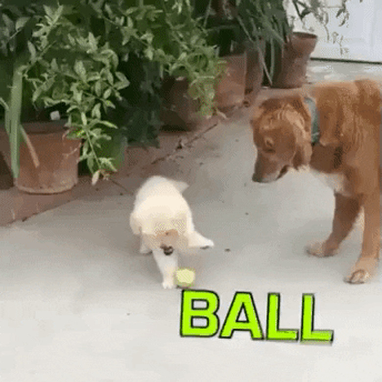 excited dog stops playing with toys to greet human