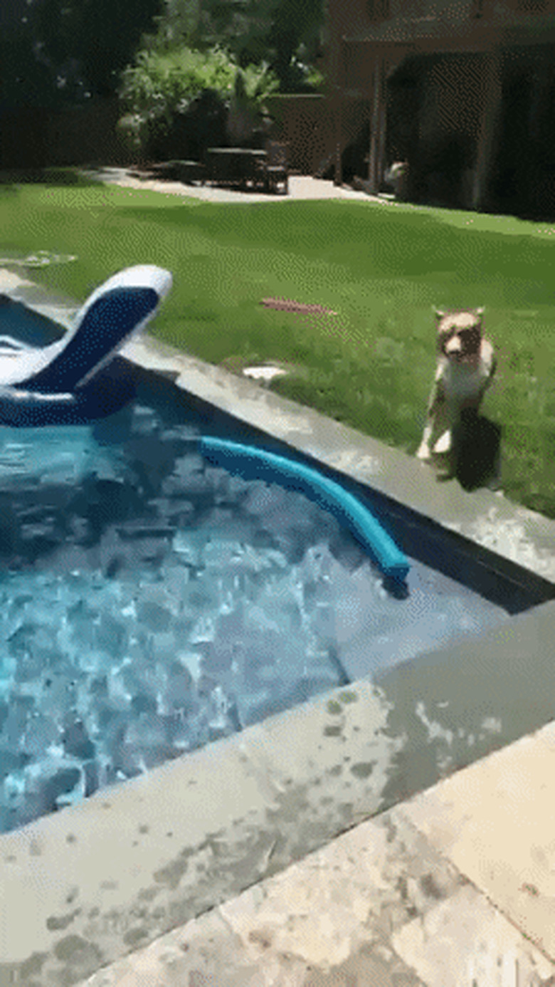 excited dog jumps in pool