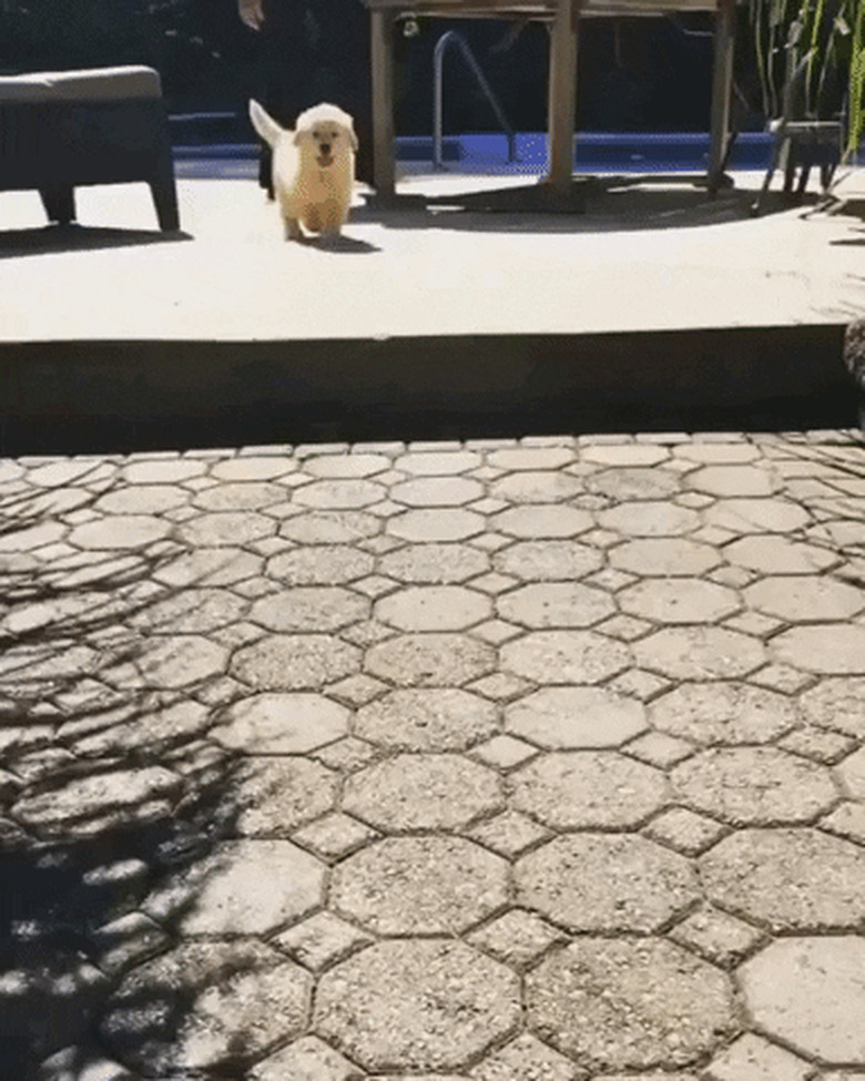 dog hops down stair excitedly