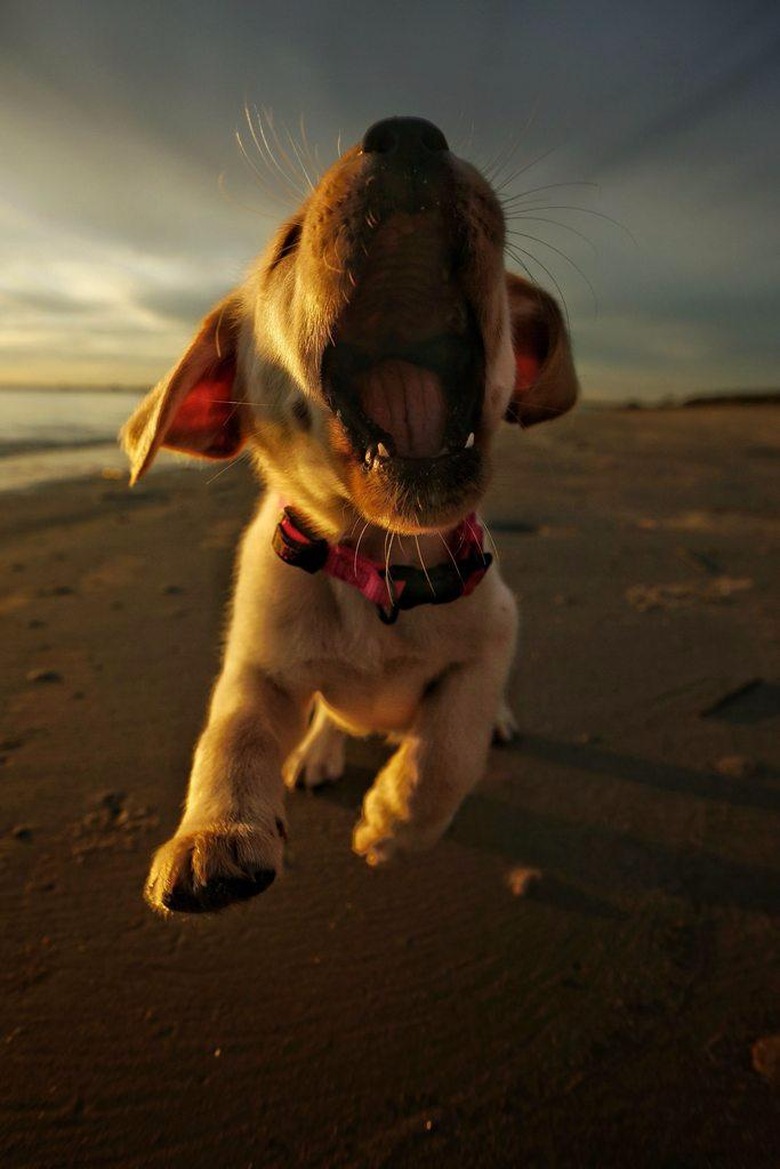 Puppy running towards photographer with mouth open