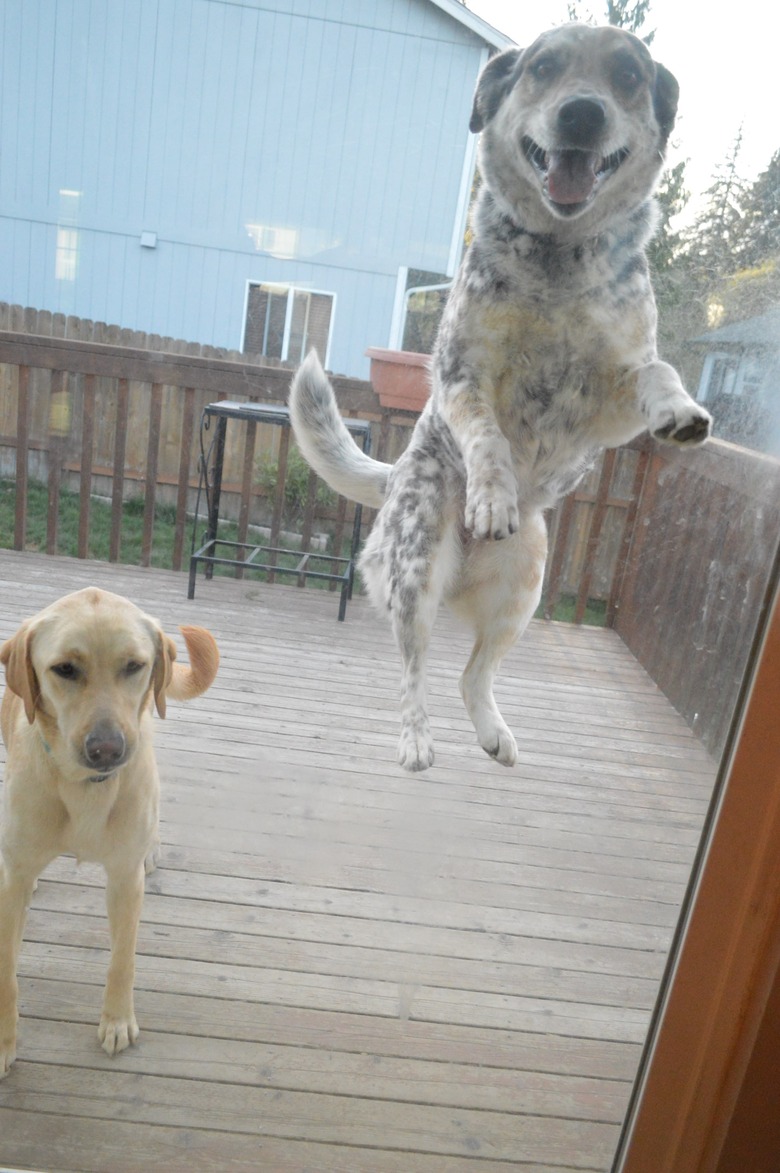 Dog in mid-jump outside a glass door.