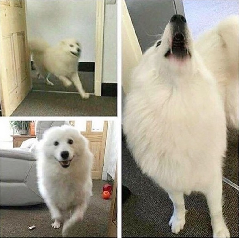 Photo set of excited dog