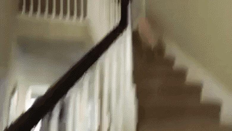 excited dog tumbles down stairs