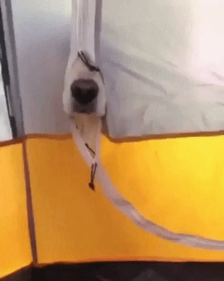 excited dog noses their way into tent