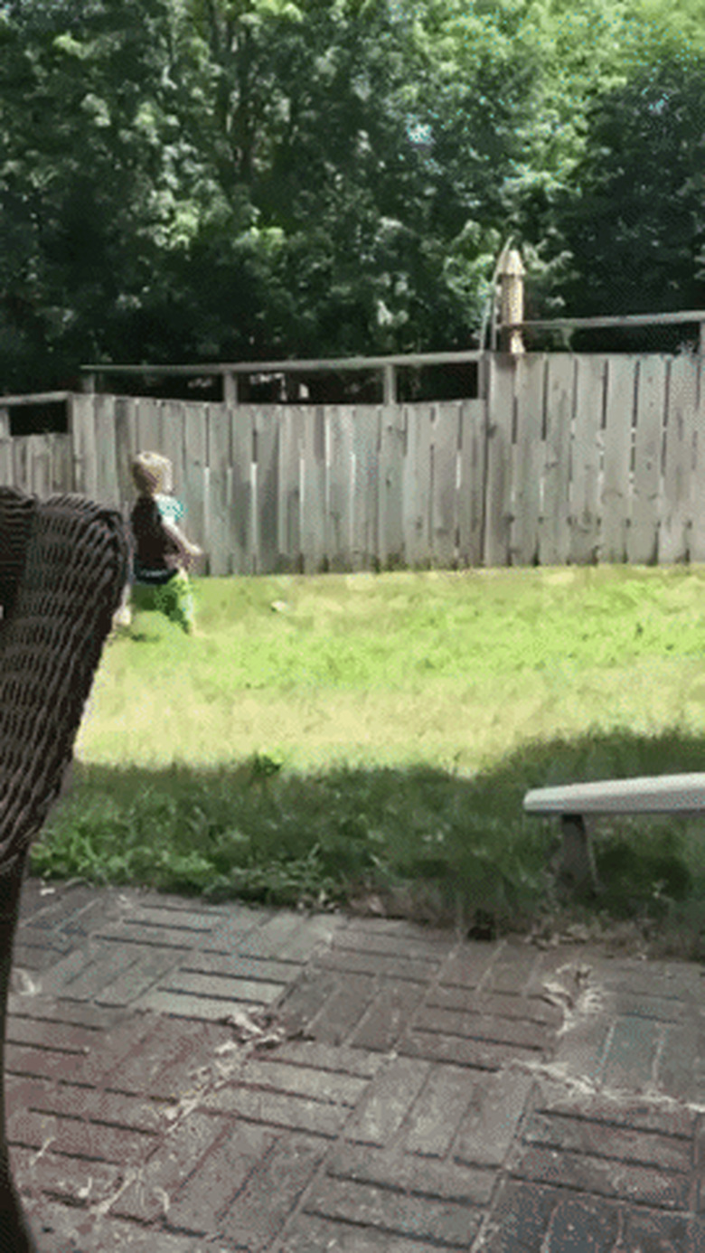 boy and dog play fetch over fence