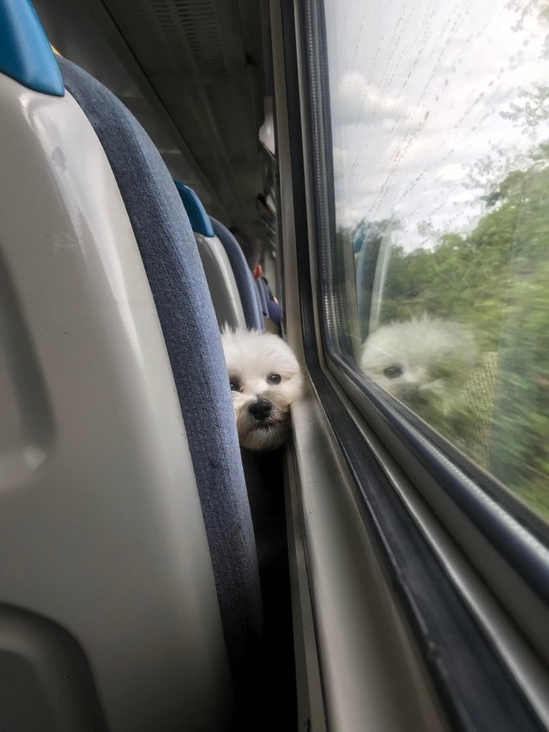 Puppy on a train gazing out the window