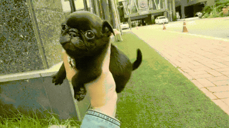 small pug is very cute