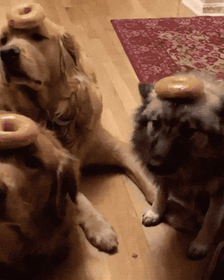 dogs with donuts on their heads