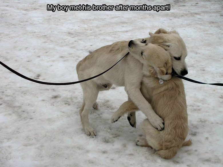 golden retriever siblings are reunited