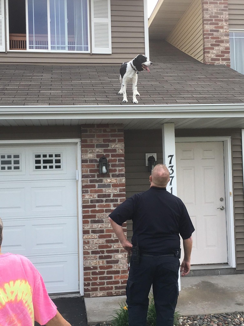 Fire fighters help dog get off roof