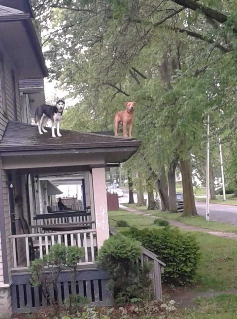 Two dogs standing on roof.