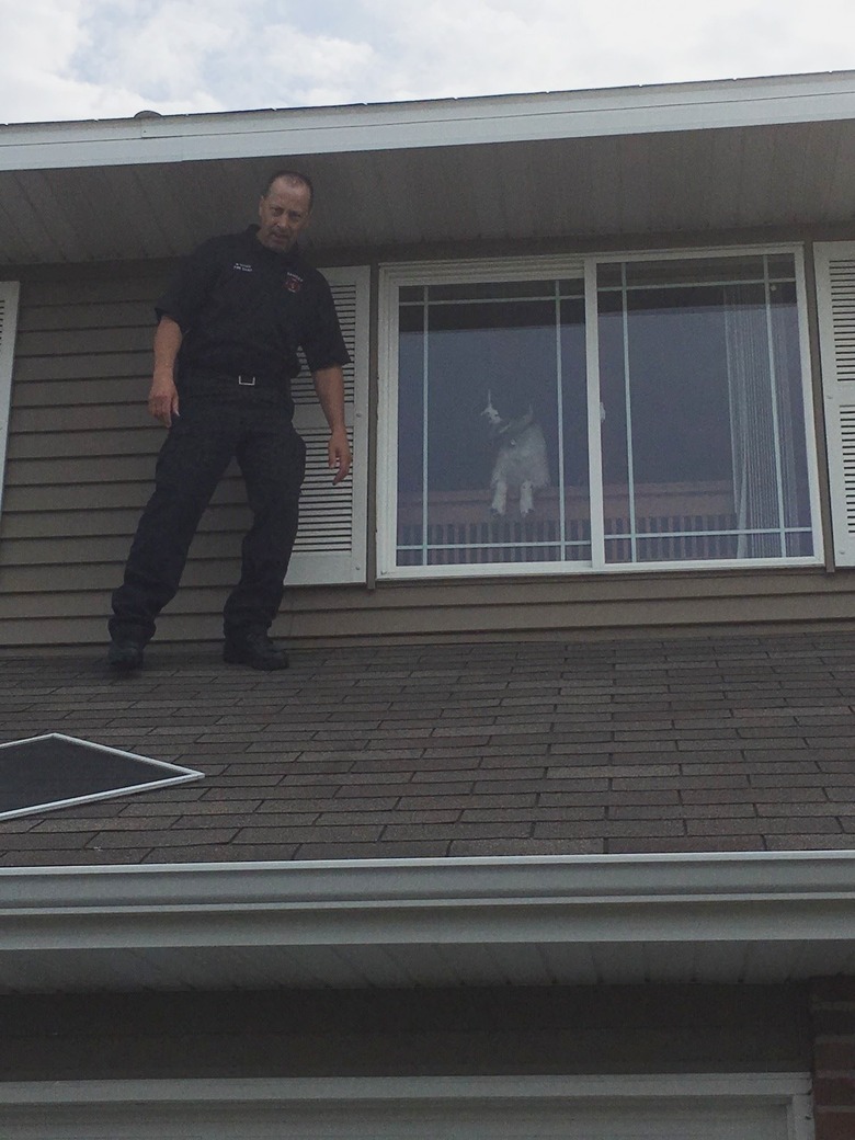 Fire fighters help dog get off roof