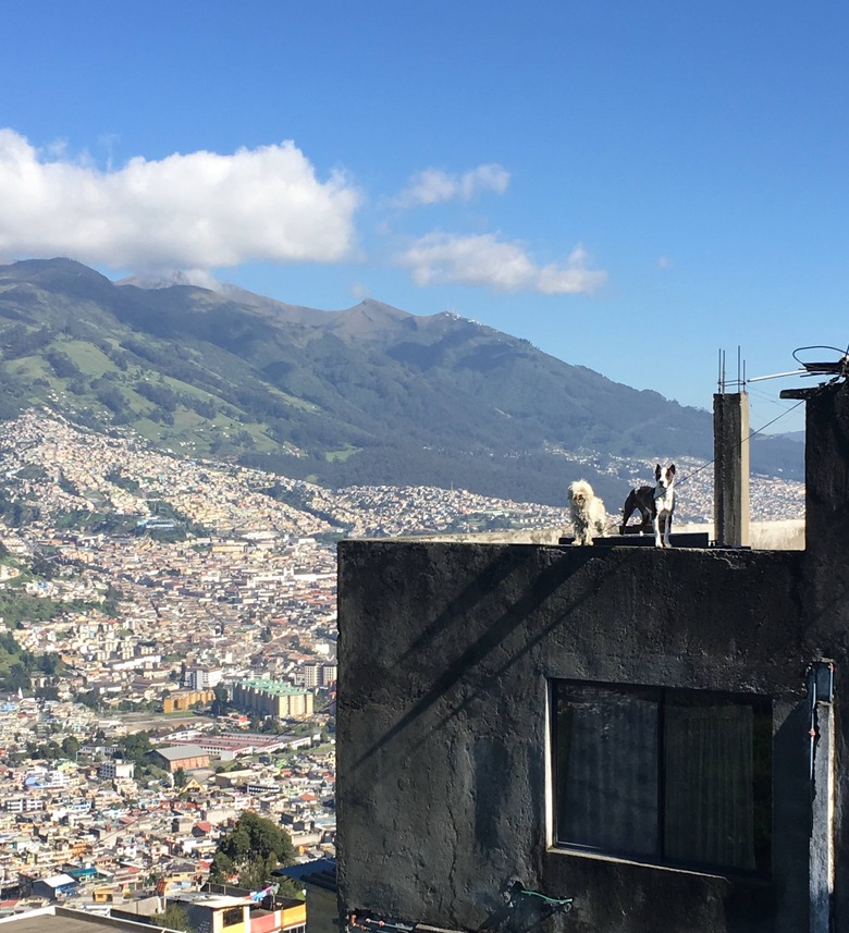 Two dogs on roof looking at beautiful view.