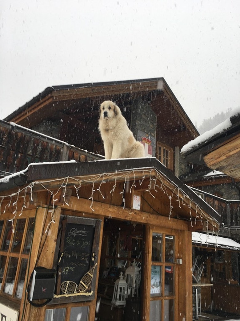 Dog sitting on roof in snow.