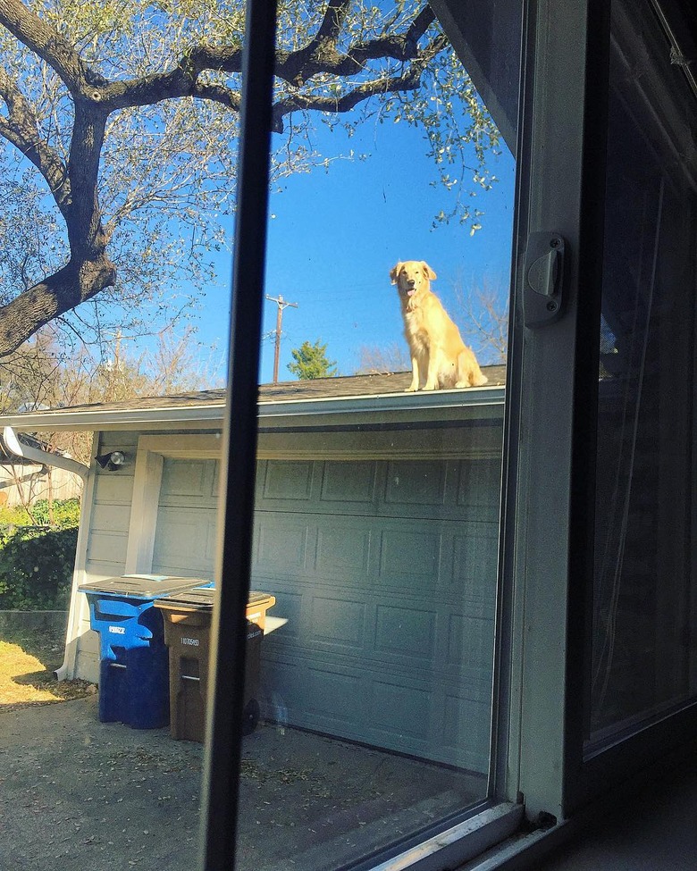 Dog sitting on garage roof.