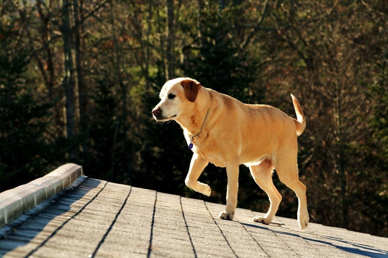 Dog walking on roof.