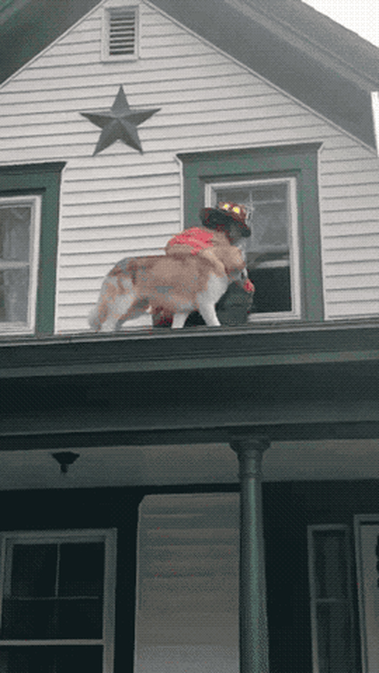 fireman helps dog get off roof