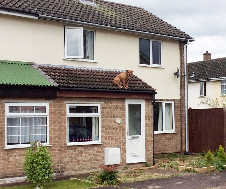 Dog sitting on roof.