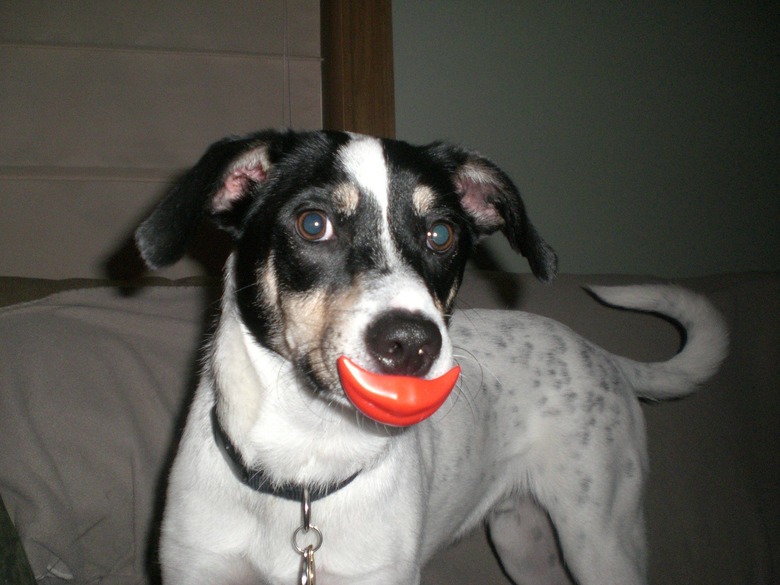 Dog with Mr Potato Head lips in his mouth.