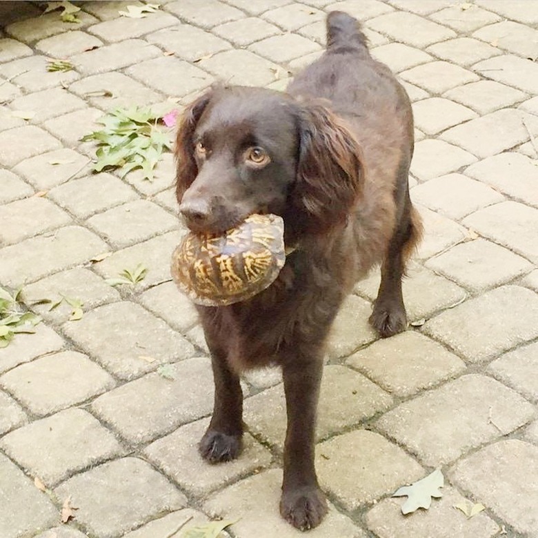 dog carrying turtle in mouth