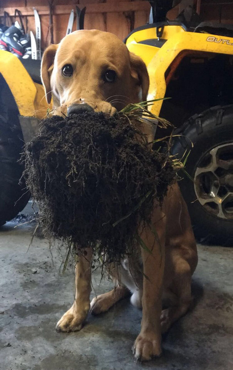 dog holding fresh turf