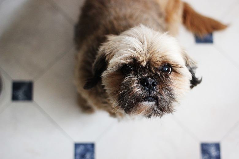 Dog looking up at camera.