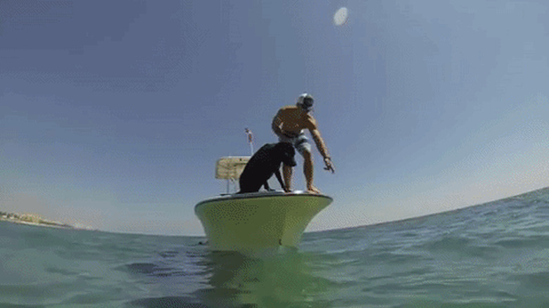 dog fetches lobster for fisherman