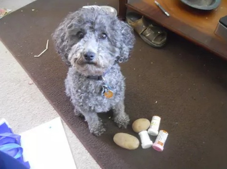 Service dog with potatoes and bottles of medication.