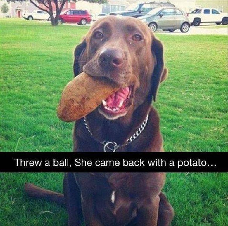 Dog holding a large potato