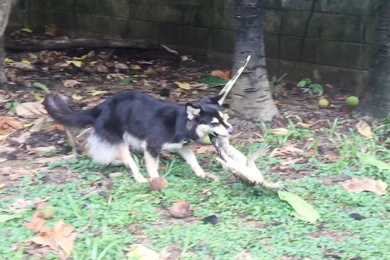 dog drags lizard by mouth