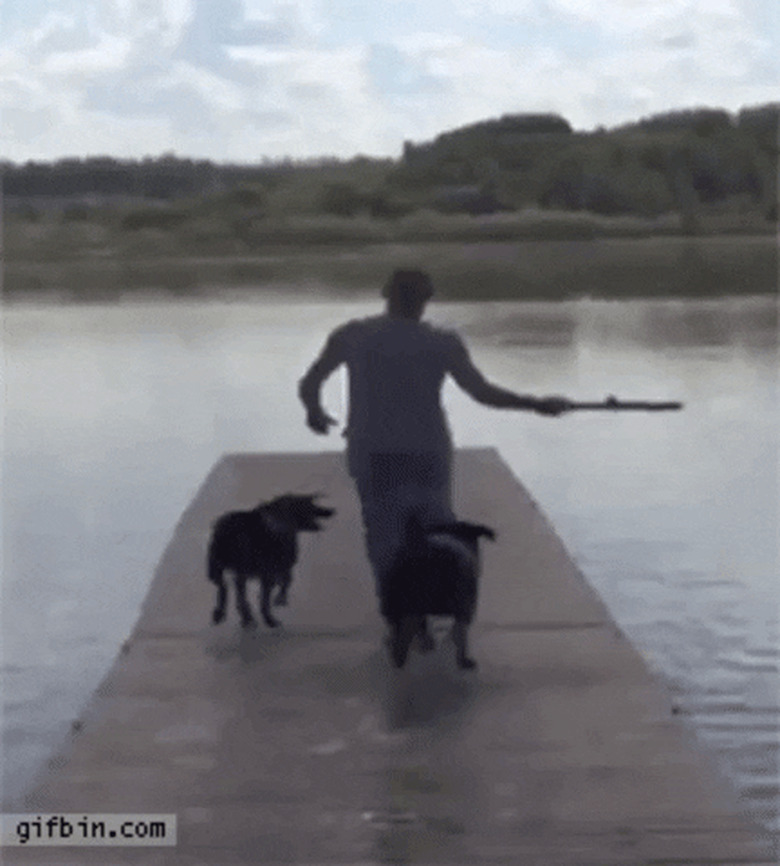 man throws stick in water but dogs refuse to fetch it