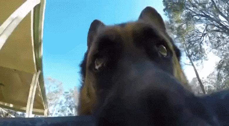 dog steal GoPro camera